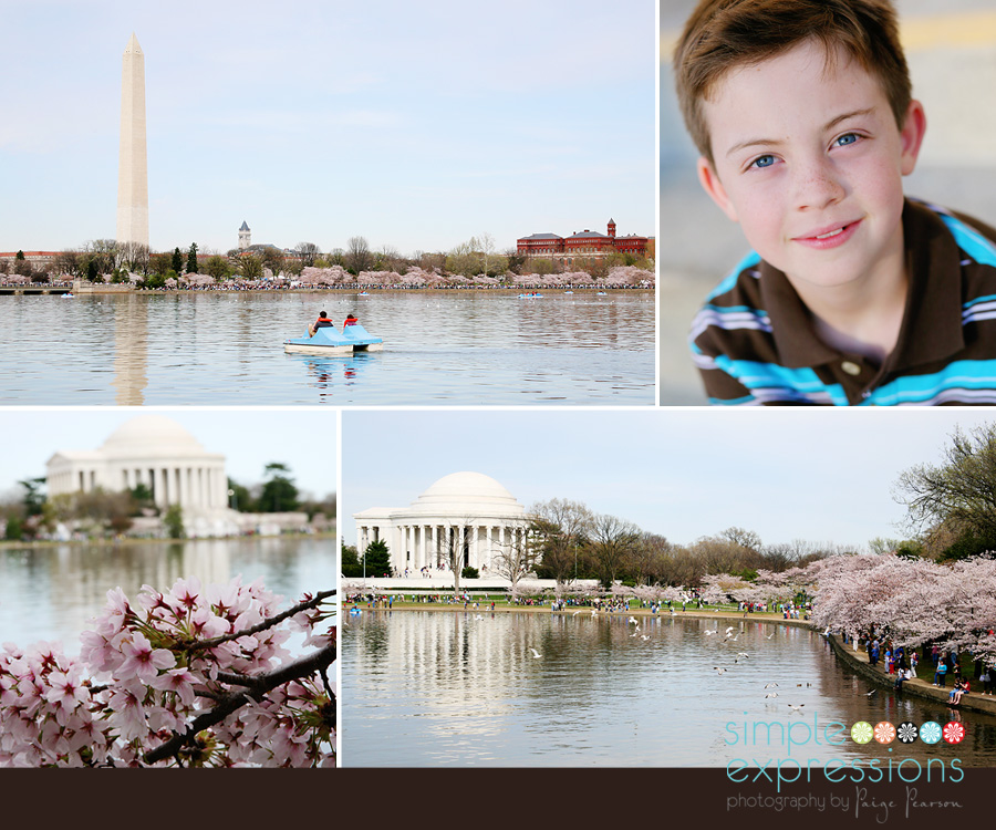 cherryblossoms